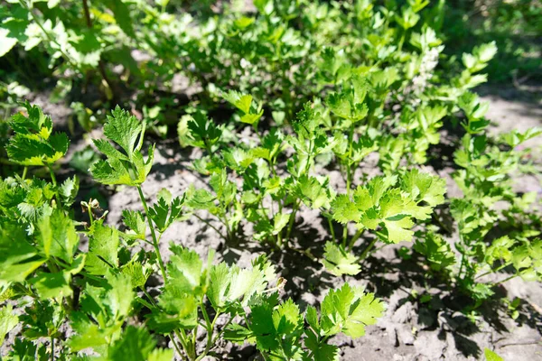 Aipo Apium Graveolens Folhas Jardim — Fotografia de Stock