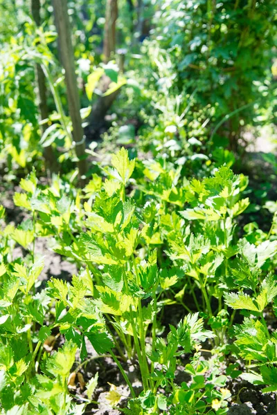 Seler Apium Graveolens Liście Ogrodzie — Zdjęcie stockowe