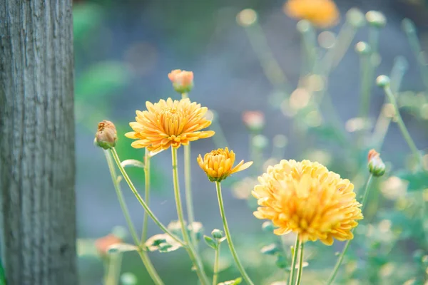 Bei Crisantemi Fiori Sfondo Primo Piano — Foto Stock