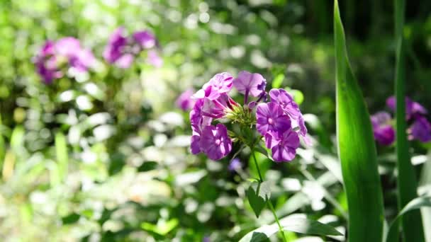 Garden Phlox Bright Summer Flowers Blooming Branches Phlox Garden Sunny — ストック動画