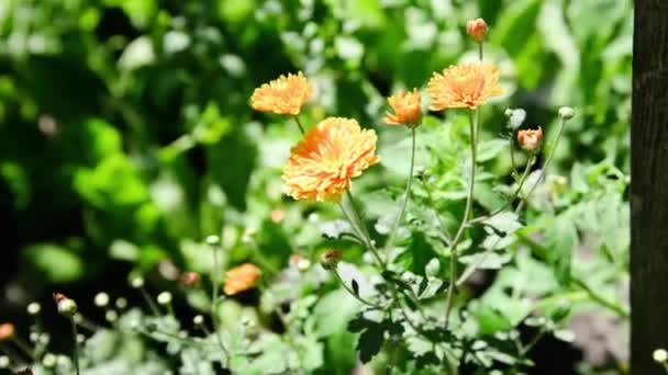 Krásné Květiny Chryzantémy Pozadí Zblízka — Stock video