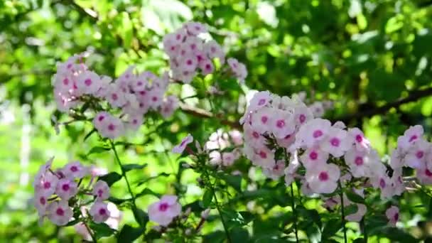 Κήπος Phlox Φωτεινά Καλοκαιρινά Λουλούδια Ανθισμένα Κλαδιά Φλόξ Στον Κήπο — Αρχείο Βίντεο