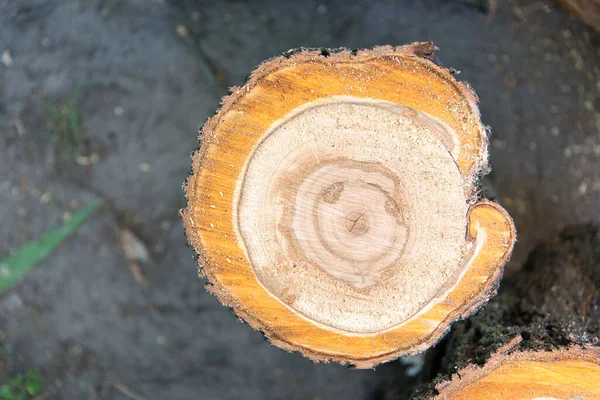 Madera Cortada Árbol Abierto — Foto de Stock