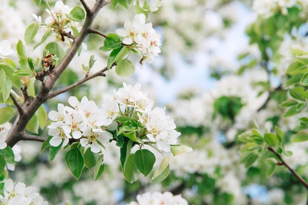 Spring Tree Blossom Apple Trees Beautiful Background — Fotografia de Stock