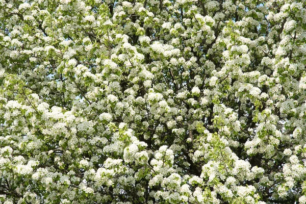 春天的树 美丽的背景上开满了苹果树 — 图库照片