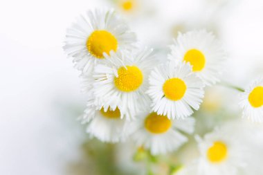 Papatyalar, papatyalar, yakın plan beyaz çiçekler.