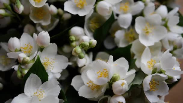 Beautiful Flower Arrangement Jasmine Flowers Free Space Text Light Pastel — Stock Video