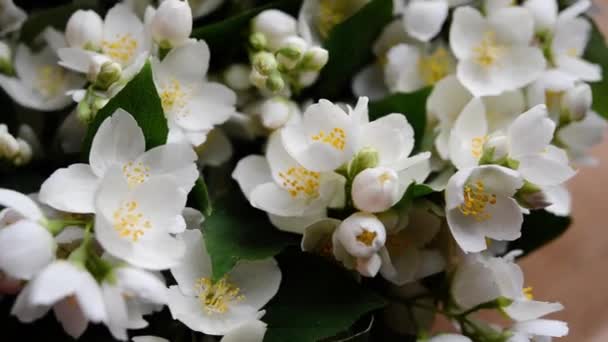 Prachtig Bloemstuk Jasmijnbloemen Vrije Ruimte Voor Tekst Een Lichte Pastelachtergrond — Stockvideo