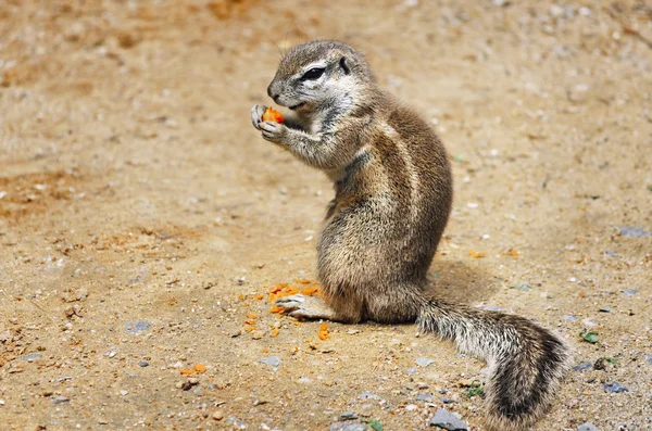 Ground Squirrel — Stock Photo, Image