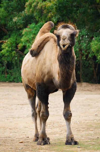 Two-humped Camel — Stock Photo, Image