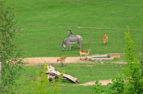 Hoofed Mammals — Stock Photo, Image