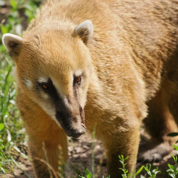 Coatimundi — Stockfoto