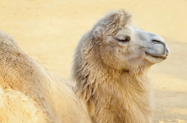 Camel's Portrait — Stock Photo, Image