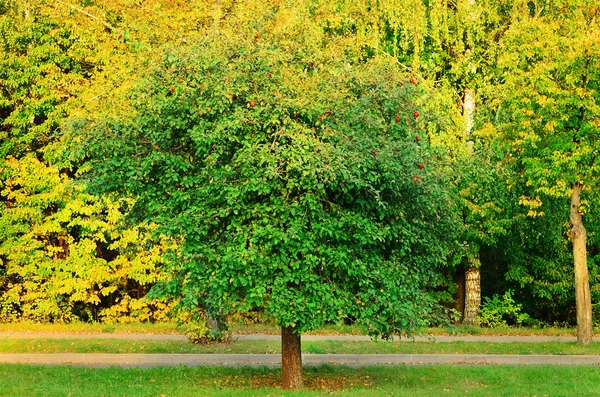 Apfelbaum — Stockfoto