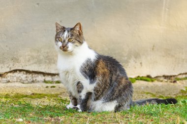Kedi otu
