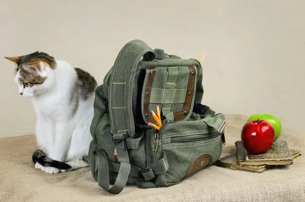 Chat et sac à dos — Photo