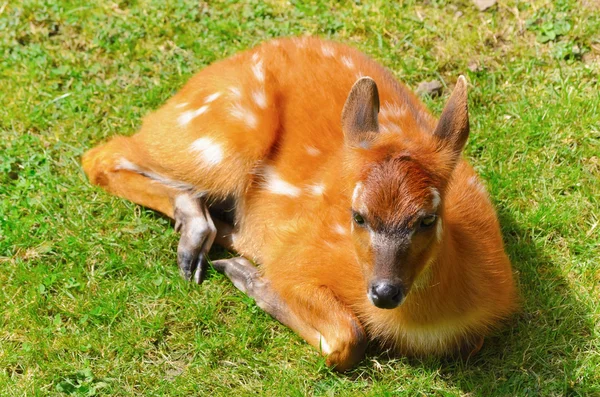 Bushbuck Antelope — Stock Photo, Image