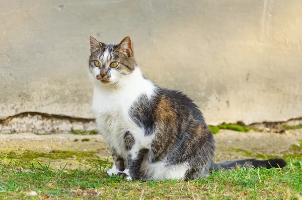 Кіт на траві — стокове фото