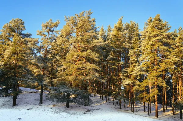 Vinterskog — Stockfoto