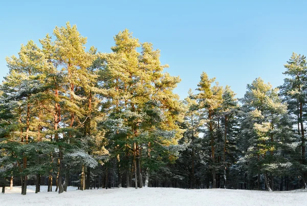 Bosque de pino —  Fotos de Stock