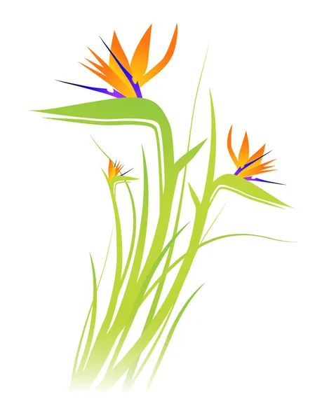 Bird of Paradise bloem (Strelitzia) — Stockvector