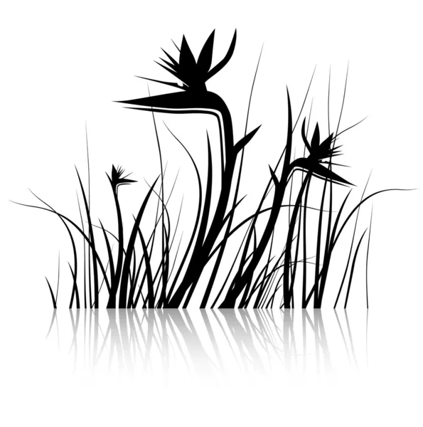 Oiseau de paradis fleur (Strelitzia ) — Image vectorielle