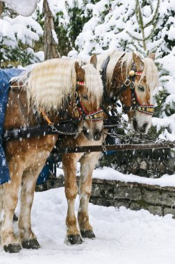 Christmas Horses clipart
