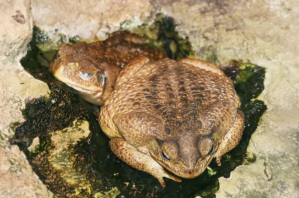 Toad — Stock Photo, Image