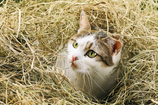 Saman içinde kedi — Stok fotoğraf