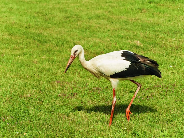 Ooievaar — Stockfoto