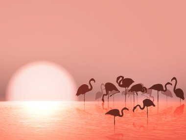 Flamingo siluet ve gün batımı