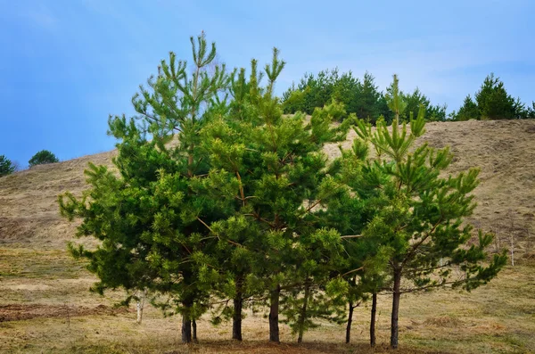 Árvores — Fotografia de Stock