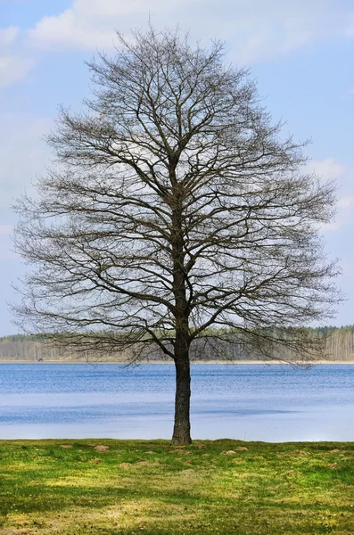 Γυμνό δέντρο — Φωτογραφία Αρχείου