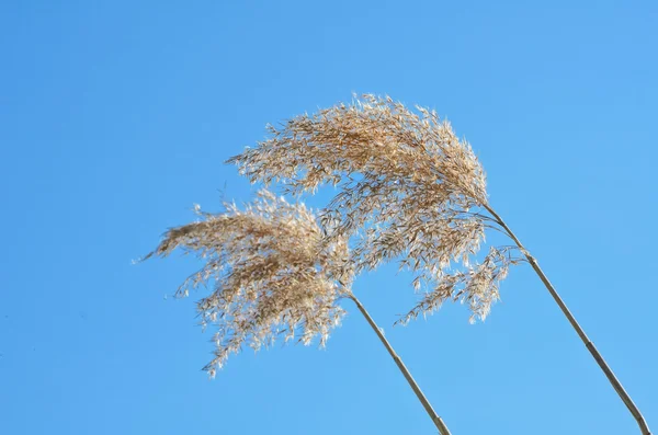 Reed... — Fotografia de Stock