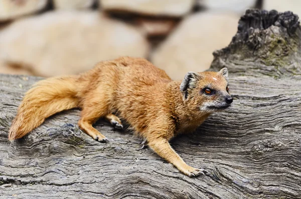 Mongoose — Stock Photo, Image