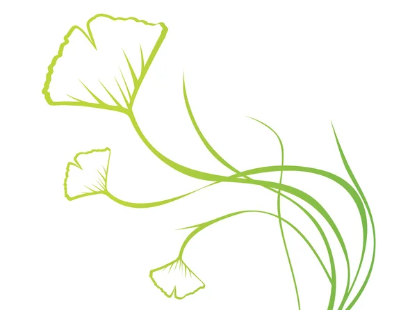 Ginkgo biloba — Image vectorielle
