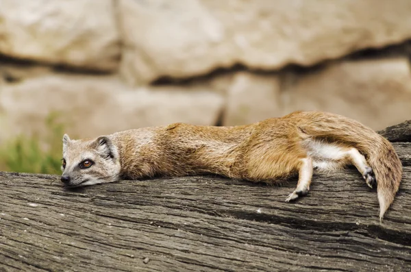 Mongoose — Stock Photo, Image