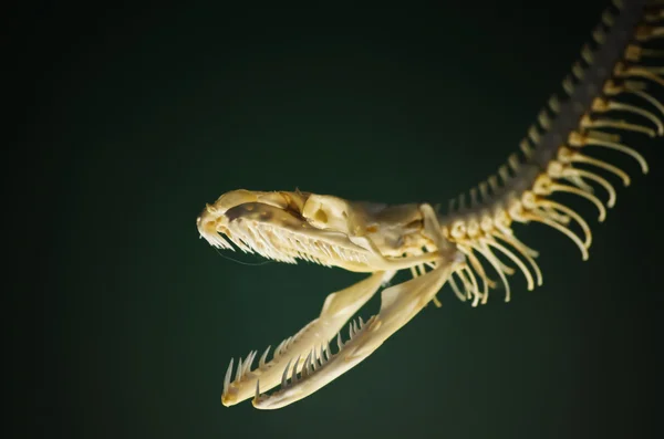 Esqueleto de serpiente — Foto de Stock