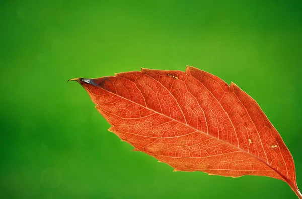 Hoja de otoño — Foto de Stock