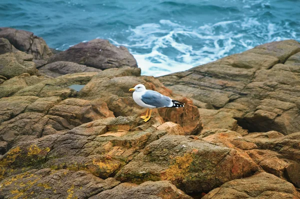 Seagull — Stock Photo, Image