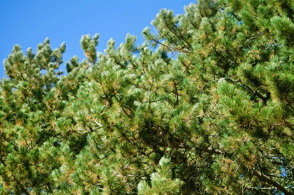 Pine Branches — Stock Photo, Image