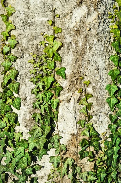 Engelska ivy — Stockfoto