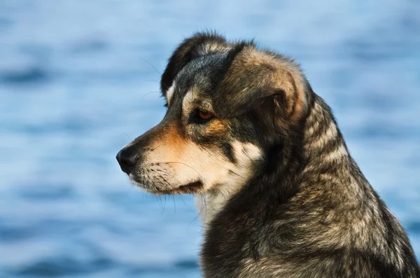 Retrato de cão — Fotografia de Stock