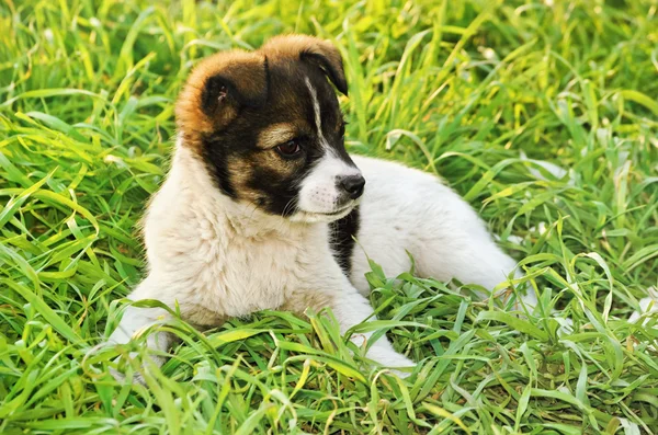 Köpek yavrusu