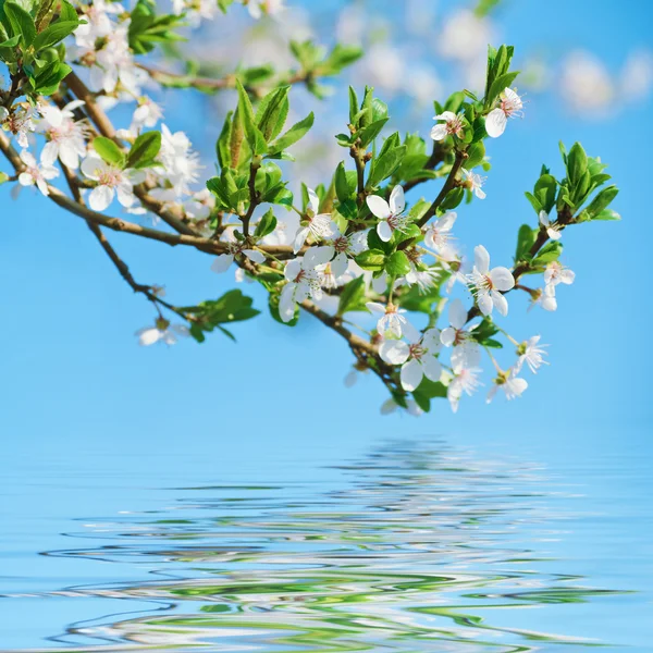 매 화 벚꽃 개화 — 스톡 사진