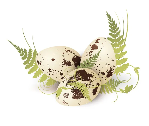 Quail Egg With Fern — Stock Vector