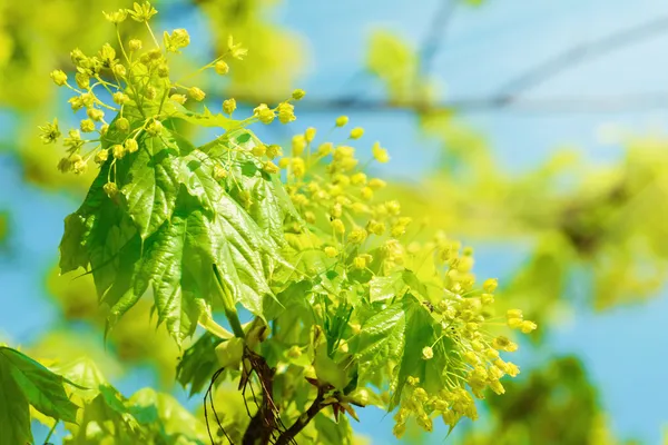 Hojas de arce — Foto de Stock