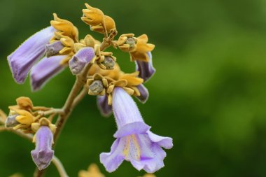 Paulownia