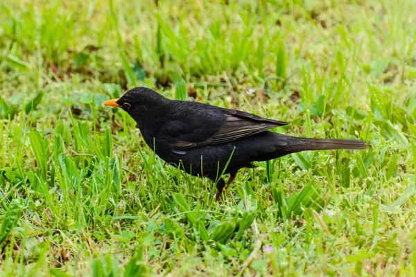 Common Blackbird