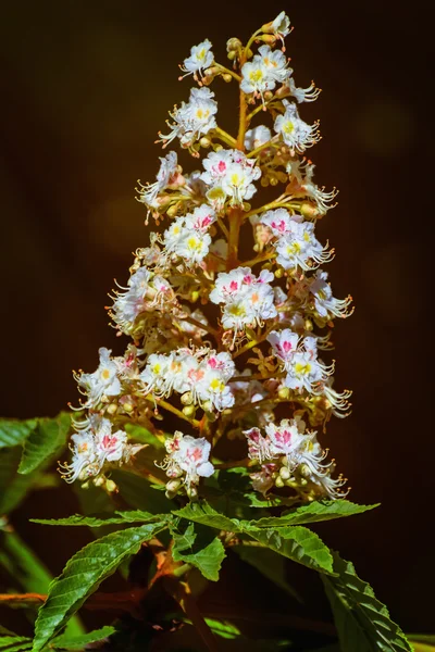 Flores de castaño — Foto de Stock